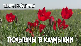 Тюльпаны в Калмыкии. Маныч //Tulips in Kalmykia. Manych