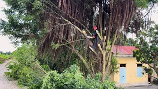 Cutting down large overgrown trees on the side of the road - Cutting dangerous trees
