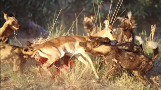 Impossible Moments Prey  escape Crazy Wild Dogs Attack