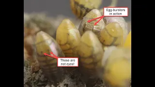 Lady Beetle Eggs Hatching -- A Closer View Of "Egg-Bursters"