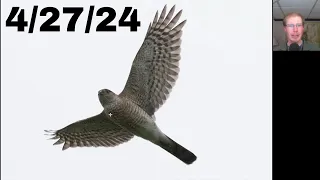 [58] Big Sharp-shinned Hawk Flight for Bird of Prey Days at the Braddock Bay Hawk Watch, 4/27/24