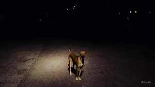 Street Dogs Barking at Night Sound Effect