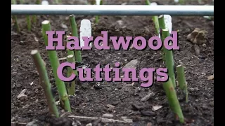 Hardwood rose cuttings, fall and winter
