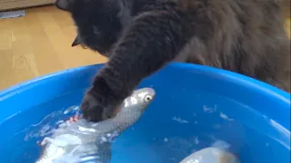 Мы не ожидали ТАКОЙ реакции котиков на рыбу...