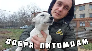 Добра Питомцам - волонтеры. Нашли дом для щенка и кота. Жизнь в России. Анонс моего путешествия.