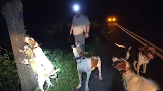 bear treed (IN THE ROAD) with hounds