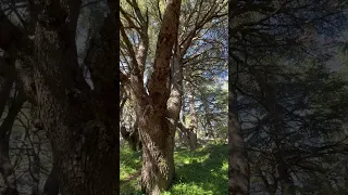 Shouf Cedars Reserve