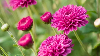 What is the chrysanthemums about | facts about chrysanthemums