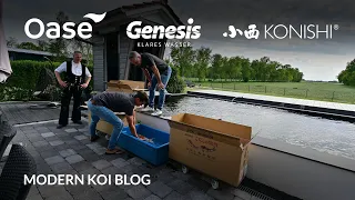 Modern Koi Blog #5343 - Der Erstbesatz an Konishi Koi von Dennis & Silke