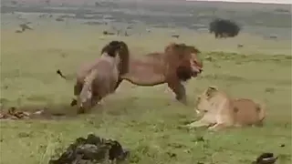 Male lions fight while lioness steals their kill