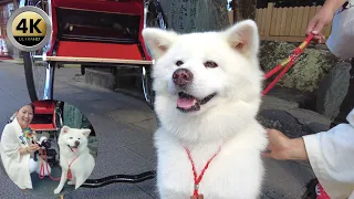 A beautiful Japanese woman and a cute Akita dog guided me around Ise Jingu Shrine  by rickshaw🐶🥰