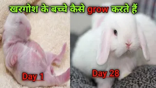 Bunnies Growing Up 1Day To 28 Days||Cute Baby Rabbit|| Holland Lop Baby Rabbit||