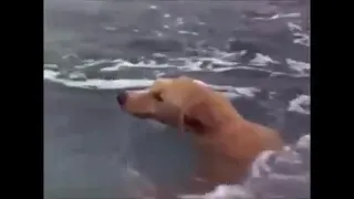 Flipper saves the dog