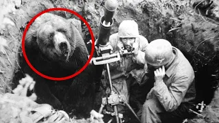 Душераздирающая история о медведе-солдате, который сражался во второй мировой…
