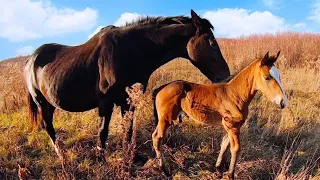 😱КОБИЛА 30+ РОКІВ ПРИВЕЛА ЛОША/ТОРІЙСЬКИЙ ЖЕРЕБЕЦЬ/КОНІ В УКРАЇНІ!