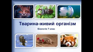 Біологія. Тварина живий організм. Різноманітність. Методи вивчення тварин. Поширення. Зоологія