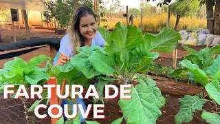 PLANTANDO COUVE DO JEITO MAIS SIMPLES, COMO TER COUVE EM ABUNDÂNCIA? FRAN ADORNO