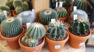Cacti and plant nursery tour😊