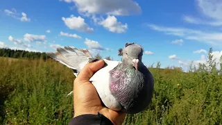 СМОТРИТЕ КАК ДОЛЖНО БЫТЬ !Ленинаканский голубь начел брать игру