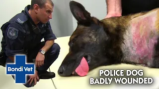 Vet Finds TERRIFYING WOUND on Police Dog! | Bondi Vet