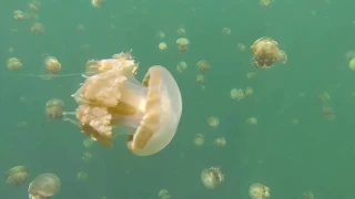 MISOOL RAJA AMPAT for Wobbegong - Manta - Stingless Jellyfish