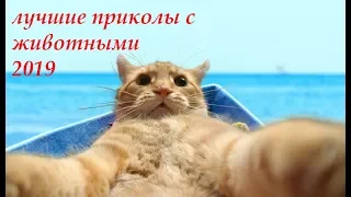 Лучшие приколы с животными август 2019