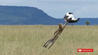 Most Amazing Attacks Of Leopard, Cheetah vs Bird, Eagle, Falcon  2018