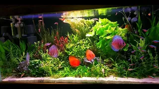 180 Gallon Discus Planted Aquarium Setup | Beautiful Discus Tank Mates