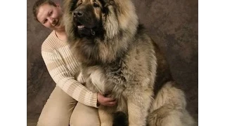 23 Gigantic Dogs Who Think They're Still Lap Dogs - Funny Videos 2015