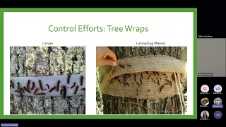 Tree Pests Disease Round up