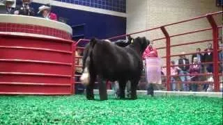 2013 Reserve Grand Champion Market Steer- Flint Newman, Stanton, TX