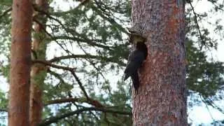 Palokärki ruokkii poikaset