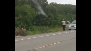 Мужик хотел покормить камчатского медведя, но что-то явно пошло не так...