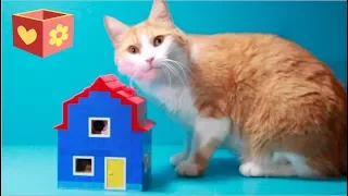 Simba and George | Cute cat | Building a Lego house | For children