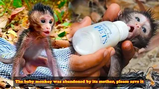 Calvin the monkey was abandoned by his mother, but luckily a kind person gave him milk