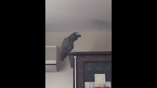 Попугай Жора  такой классный