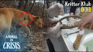 Dog's Body Caught By Tight Snare, Raises 3 Puppies l Animal in Crisis Ep 409