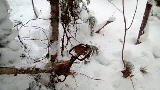 Ещё один способ установки капкана на соболя