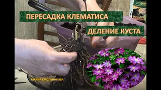 Пересадка клематиса. Деление куста.