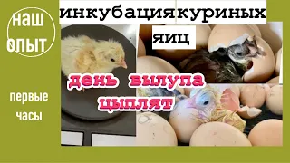 Цыплята вылупились/Первые часы жизни/Что и как/