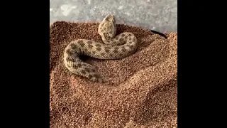 snake burying itself.