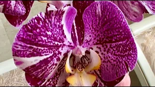 Второй день нового поступления орхидей) Викторио, Гелакси, Манхеттен, Скорпио, Кадиллак ...