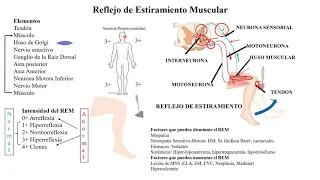 Comprendiendo la Neurología - 5 Reflejo de Estiramiento Muscular