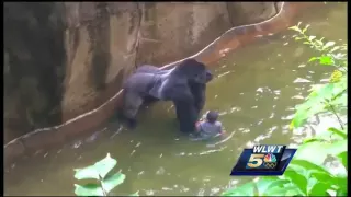 Mom's 911 call at zoo: 'He's dragging my son! I can't watch this!'