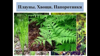 Биология параграф 22 Плауны Хвощи Папоротники, их общая характеристика