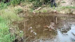 manceng di rawa,umpannya dimakan sang penunggu