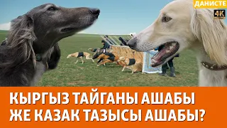 Кыргыз тайганы: казак талаасындагы жарыш | ДАНИСТЕ