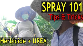 SPRAY 101:Paano ang Tamang Pag-Spray Ng Herbicide?Tips at Iba Pa/UREA at Herbicide #weedmanagement