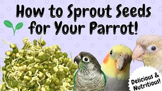 How to Sprout Seeds for Your Parrot! | BirdNerdSophie