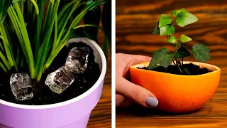 Amazing plant hacks and tips to grow your own garden